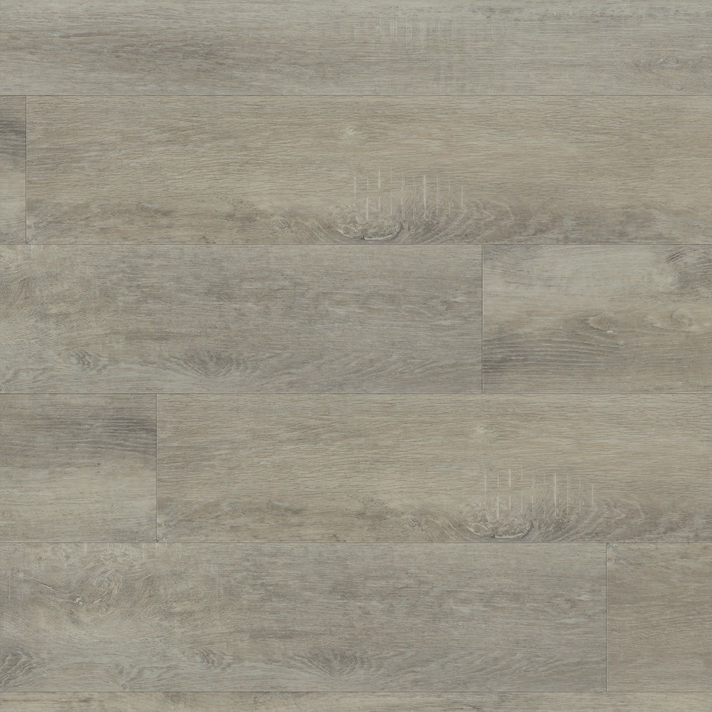Macadamia #6036