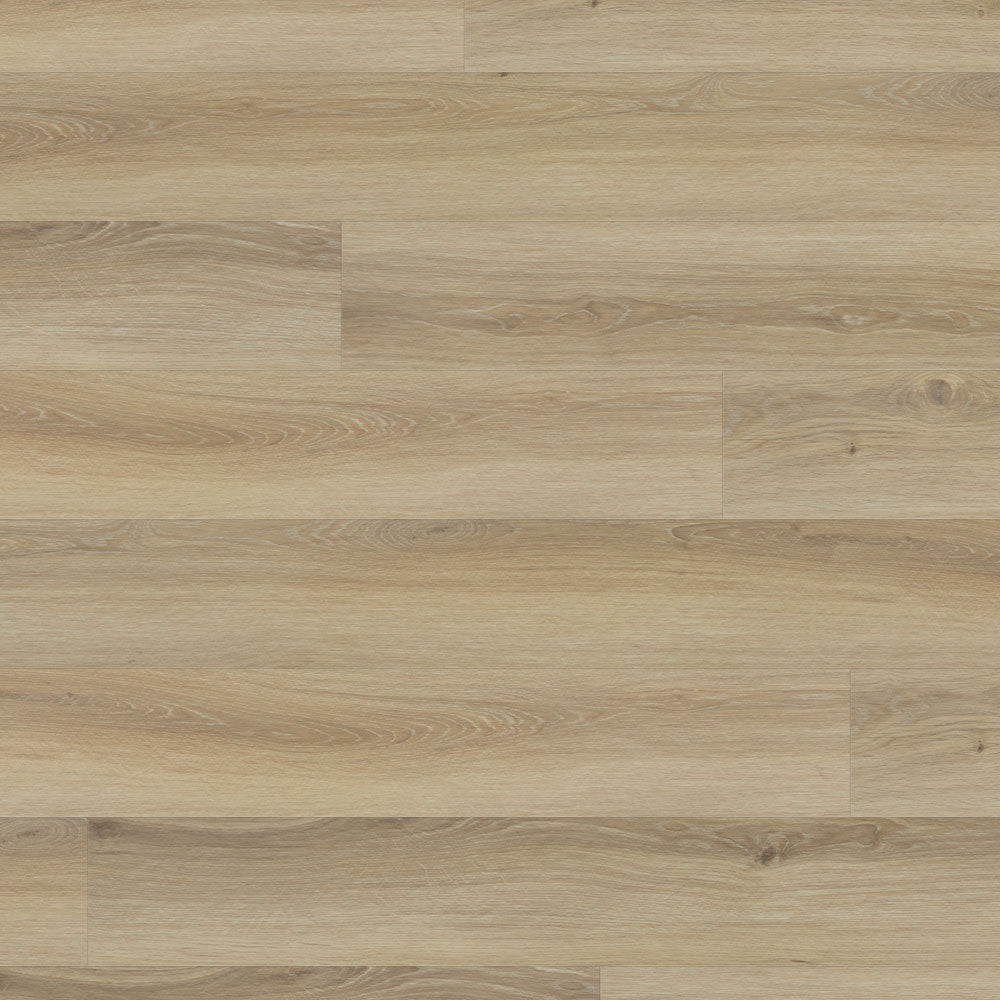 Ostro #2381